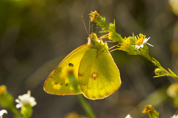 closeup of yellow butterfly