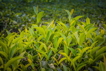 Close up of Fresh Green Tea Leaves