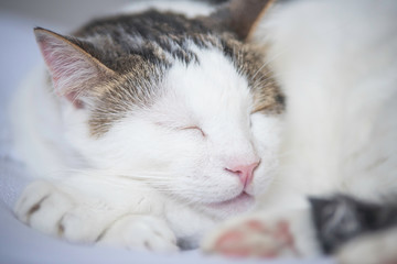 Fototapeta na wymiar White cat sleeping in bright room. Close up 