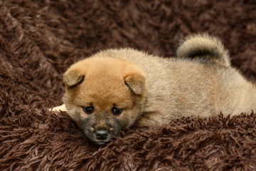 Shiba inu puppy on brown background