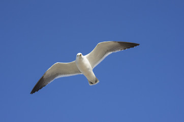 seagull in the blue sky