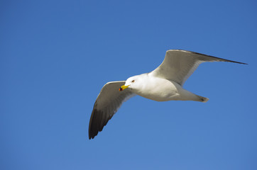 seagull in the blue sky