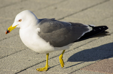 white seagull in the street