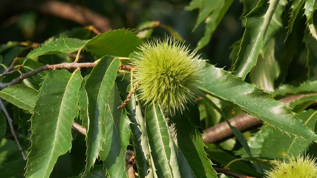 Zoom in of chestnut tree or Castanea sativa with ripe seeds inside spiky cupules at branch, 4K footage