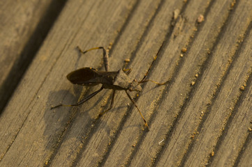 true bug on the floor