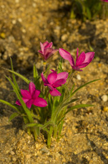 pink orchid blossom