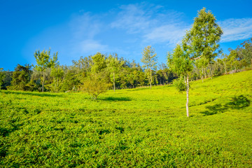Beautiful Green Tea plantation, Munnar