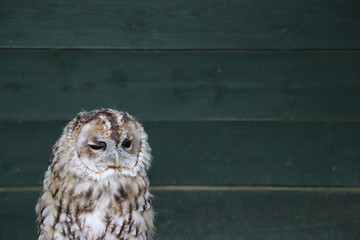 portrait of a sleepy owl 