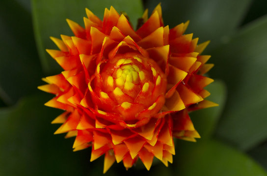 closeup of red tropical flower, Guzmania conifera