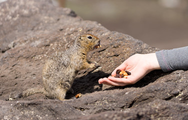 Feeding from hand of a brave curious ground squirrel (Latin: Spermophilus. Also known as suslik or souslik).. Base camp under Avacha volcano in Kamtchatka peninsula, Russian far East.