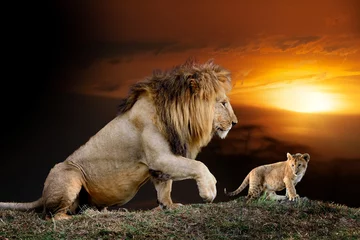 Raamstickers Mannelijke grote leeuw en welp op de achtergrond van het savannelandschap en de Kilimanjaro bij zonsondergang © byrdyak
