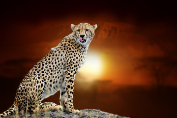 Cheetah on savanna landscape background and Mount Kilimanjaro at sunset
