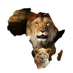 Male lion and cub portrait in Africa map on white