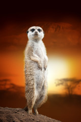 Meerkat on savanna landscape background and Mount Kilimanjaro at sunset