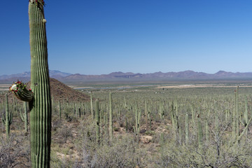 Fototapeta premium Saguaro cactus in Saguaro National Park