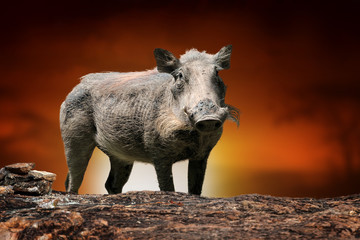 Common warthog on savanna landscape background and Mount Kilimanjaro at sunset