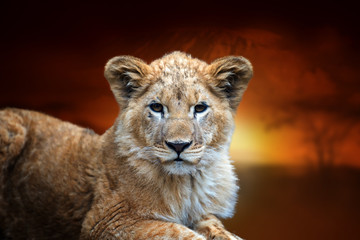 Lion cub on savanna landscape background and Mount Kilimanjaro at sunset