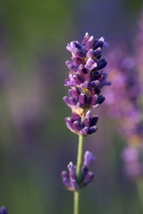 Lavande