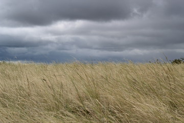 gray storm clouds in the steppe before the hurricane