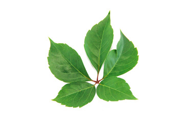 Obraz premium natural green chestnut leaves with veins on a white background