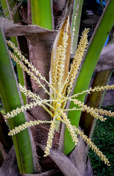 Coconut flower on tree