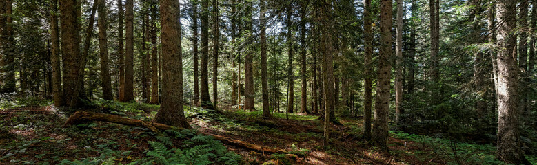 Forêt dans la Loire