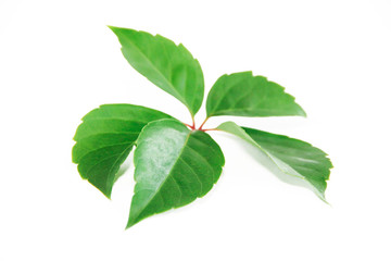 Obraz premium natural green chestnut leaves with veins on a white background