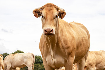 Vaches blonde d'Aquitaine au pré