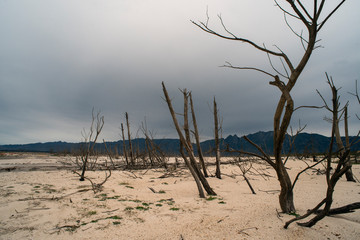 dry lake with dead trees