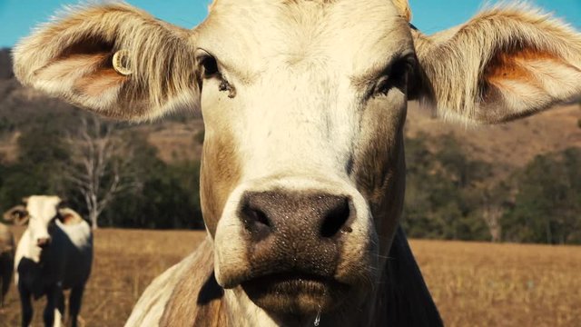 Australian cows on a farm in Queensland during the day.
