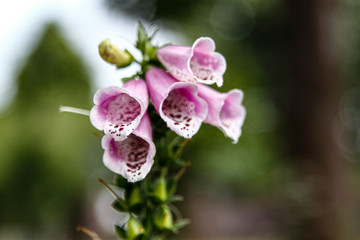 Old German monastery with a fantastic garden