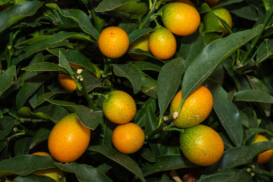 Kumquat mit Früchten