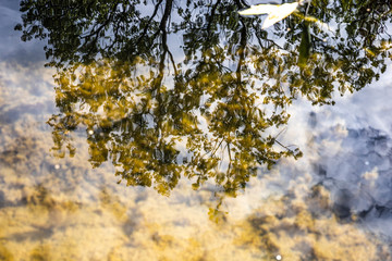 Baum Spiegelung im wasser 