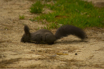 black squirrel on the ground