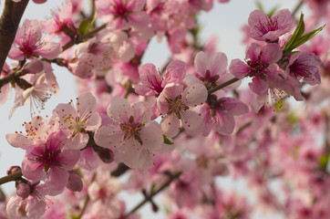 Fototapeta na wymiar pink peach blossom in spring