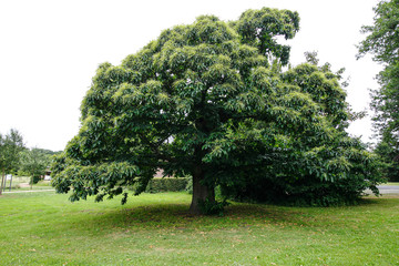 Old German monastery with a fantastic garden