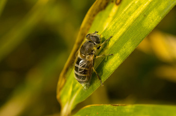 flower fly on the green leaf