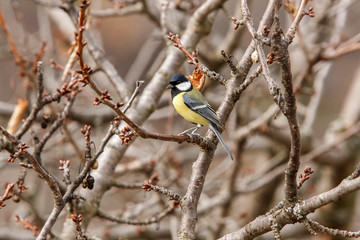 Mésange en hiver