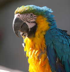 Ara bleu © Terres de Photos