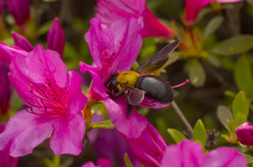 bumble bee on pink royal azalea