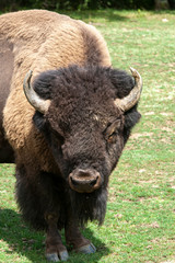 Bison