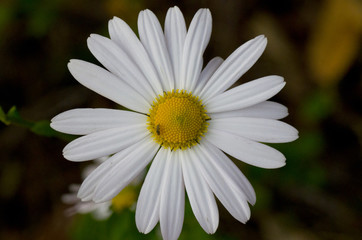 closeup of white daisy flower
