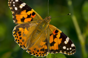 closeup of colorful butterfly 