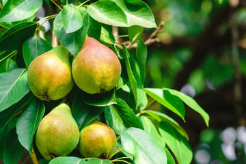 pears on a tree close-up of organic fruit