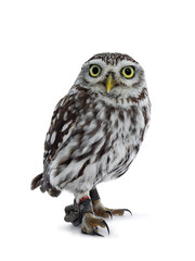 Brown white young Little Owl, standing side ways. Looking straight ahead to camera with yellow eyes. Isolated on white background.
