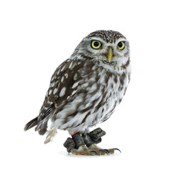 Brown white young Little Owl, standing side ways  Looking straight  to camera with yellow eyes. Isolated on white background.