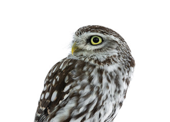 Naklejka premium Head shot of brown white young Little Owl. Looking to the side with yellow eyes. Isolated on white background.