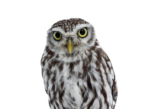 Head shot of brown white young Little Owl. Looking straight to camera with funny expression and yellow eyes. Isolated on white background.