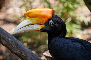 calao rhinoceros de java