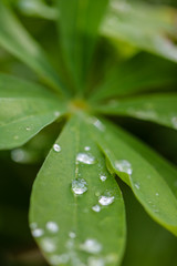 Flower Waterdrops Makro